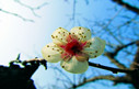 明孝陵梅花與蠟梅爭(zhēng)鋒