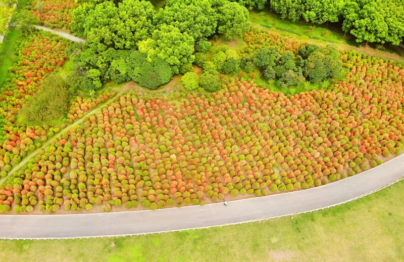 世紀公園紅葉地膚