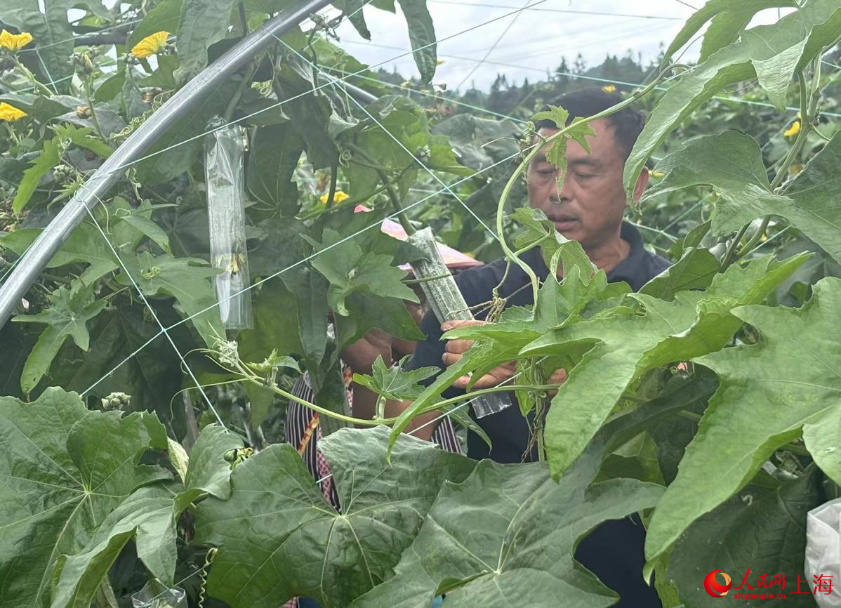 冷子江在基地給絲瓜套袋。人民網(wǎng)記者 董志雯攝