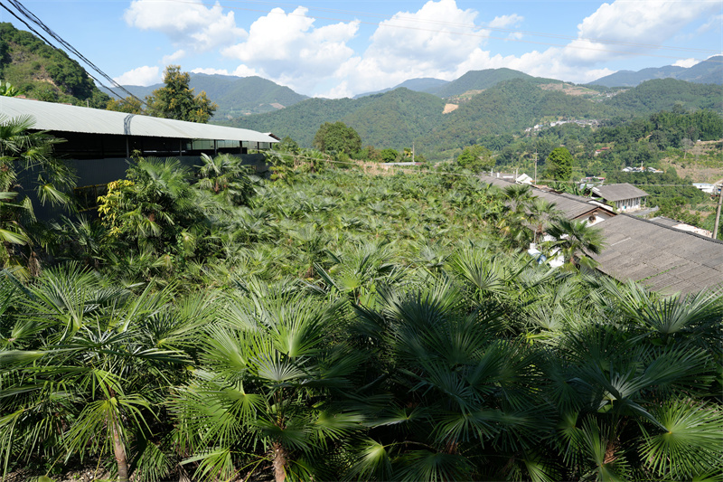 鎮(zhèn)沅山區(qū)里的棕櫚樹。 吳佳俊 攝