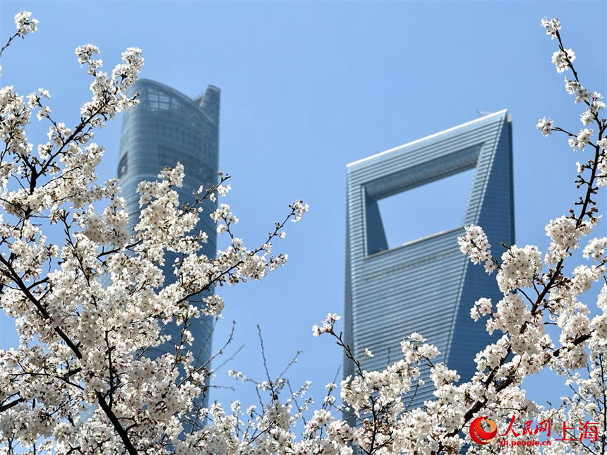 上海：陸家嘴鮮花綻放，白領出門即是春天