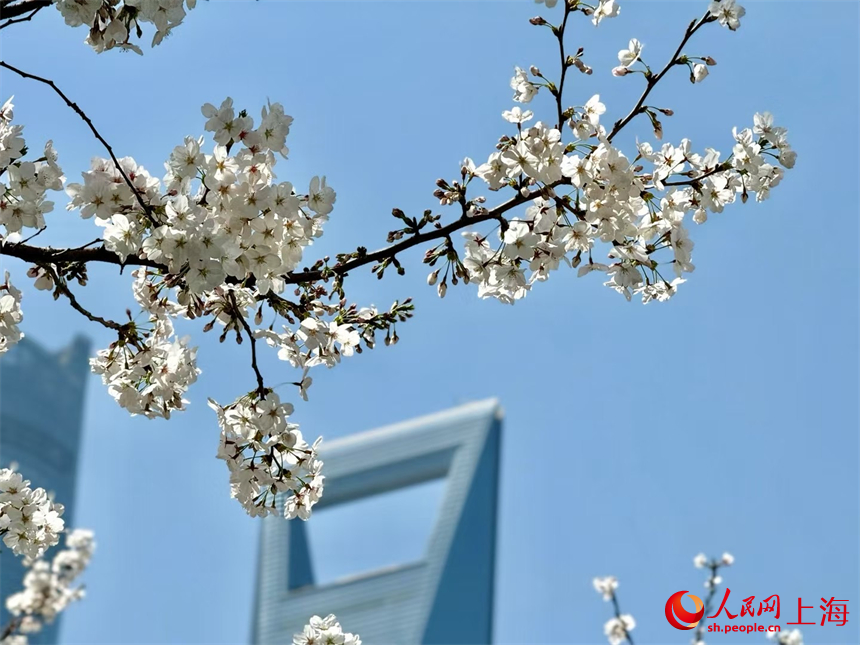 上海：陸家嘴鮮花綻放，白領(lǐng)出門(mén)即是春天