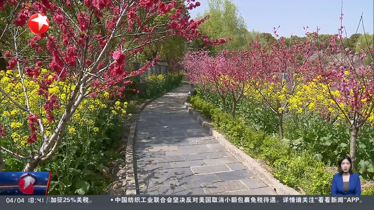 南匯桃花村進(jìn)入最佳賞花期
